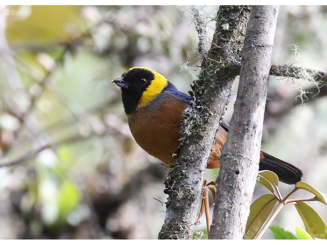 Iridosornis jelskii