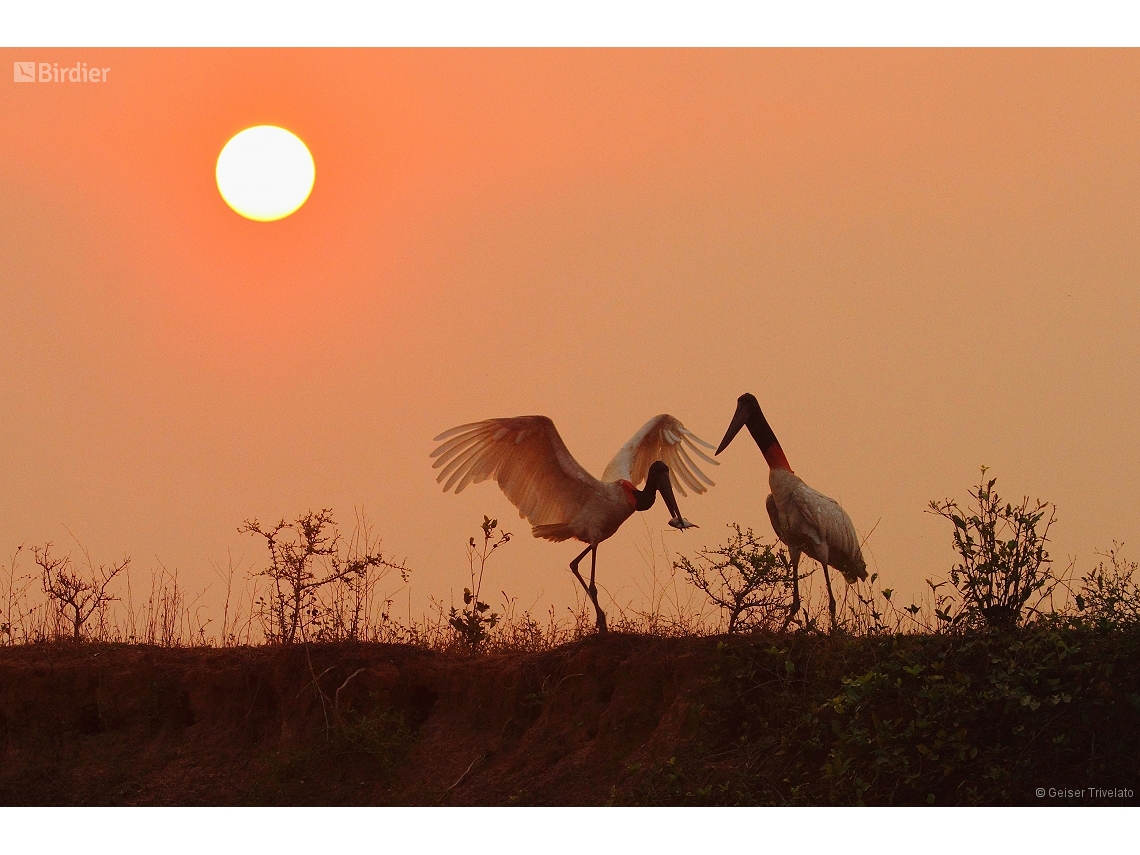 Jabiru mycteria