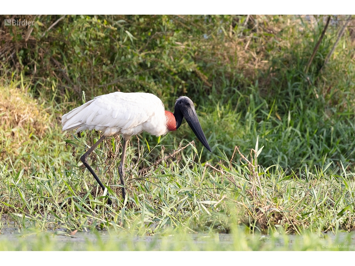 Jabiru mycteria