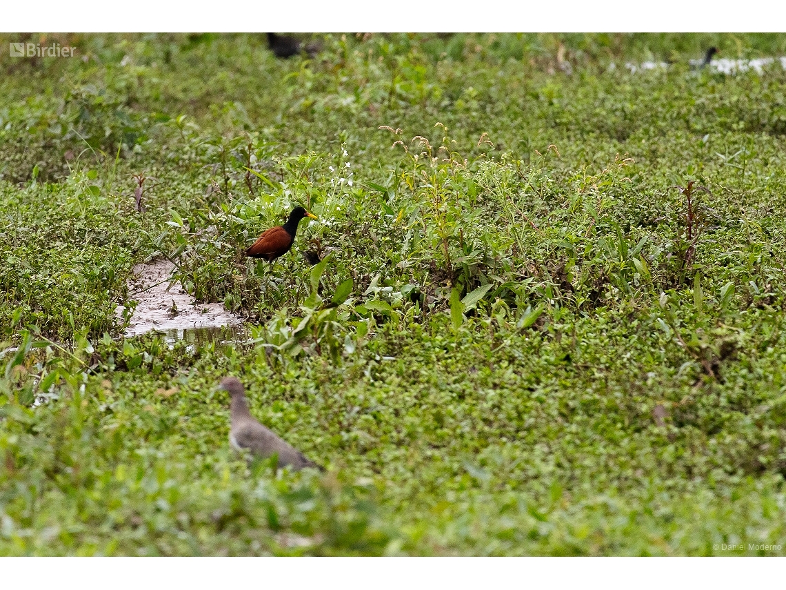 Jacana jacana