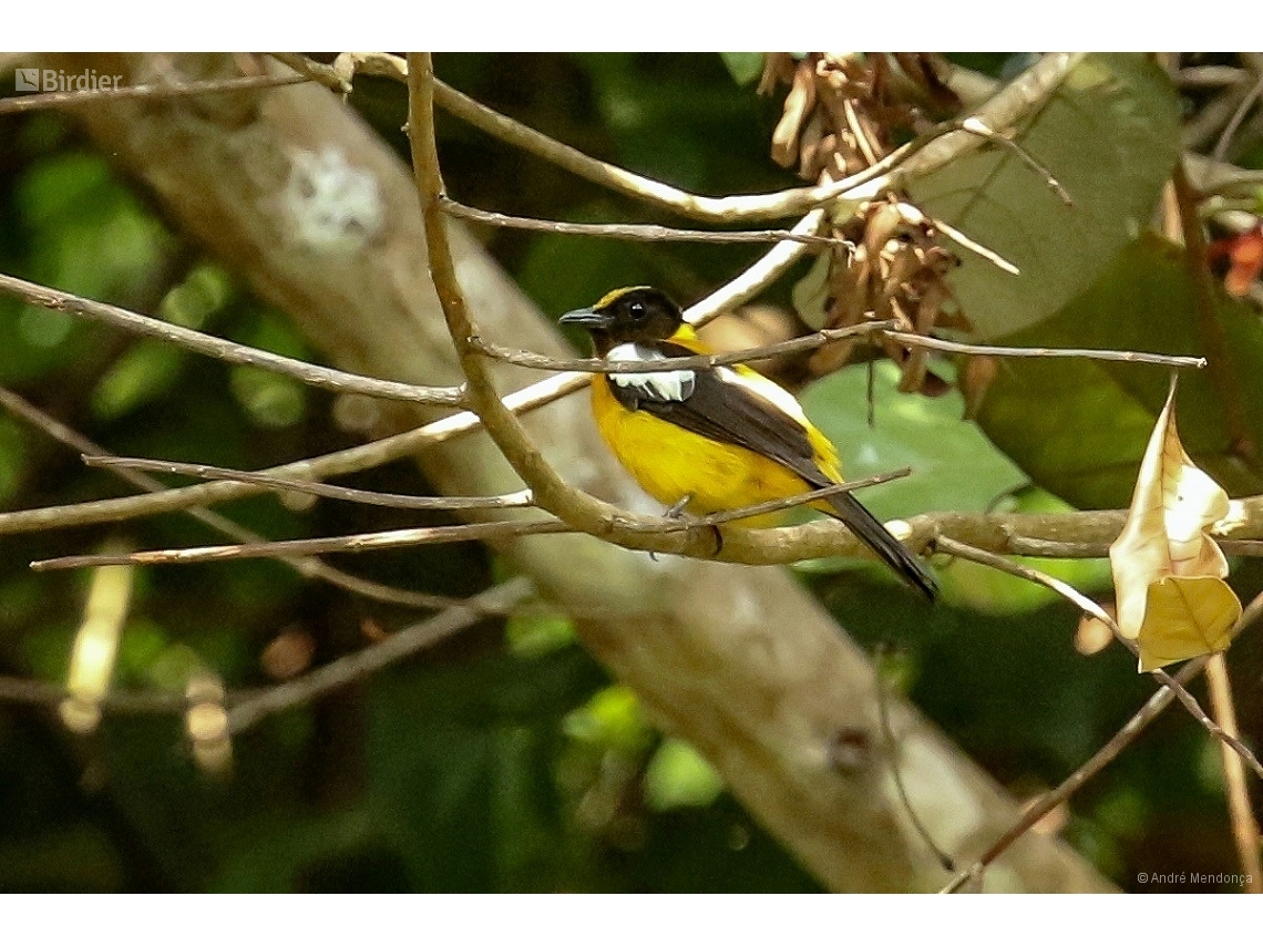 Lanio versicolor