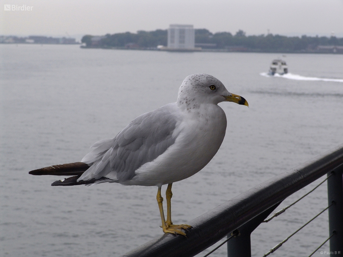 Larus delawarensis