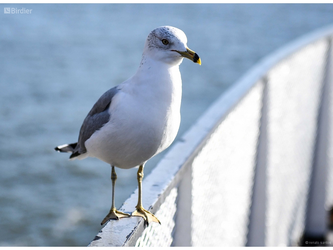Larus delawarensis