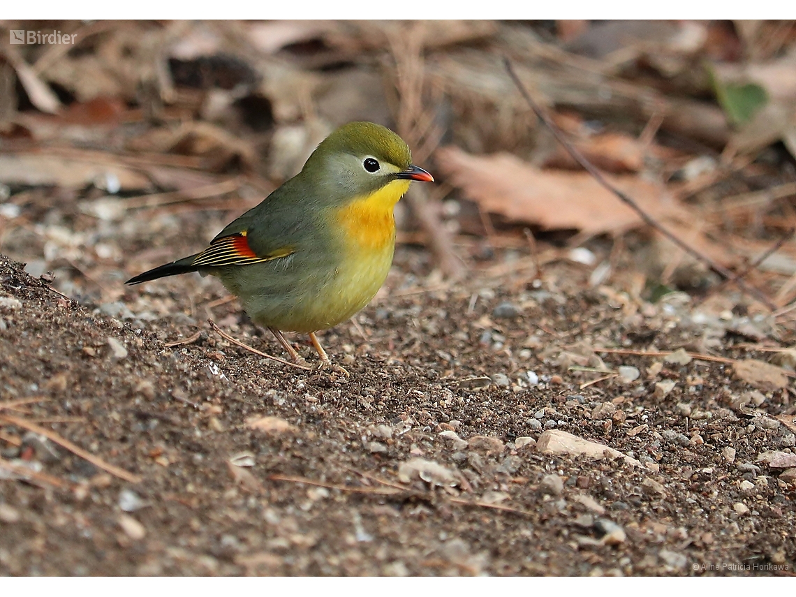 Leiothrix lutea