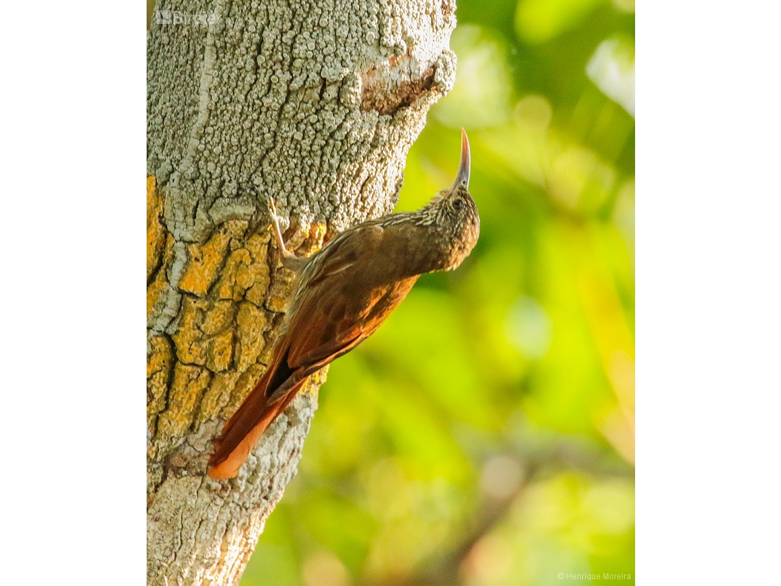 Lepidocolaptes albolineatus