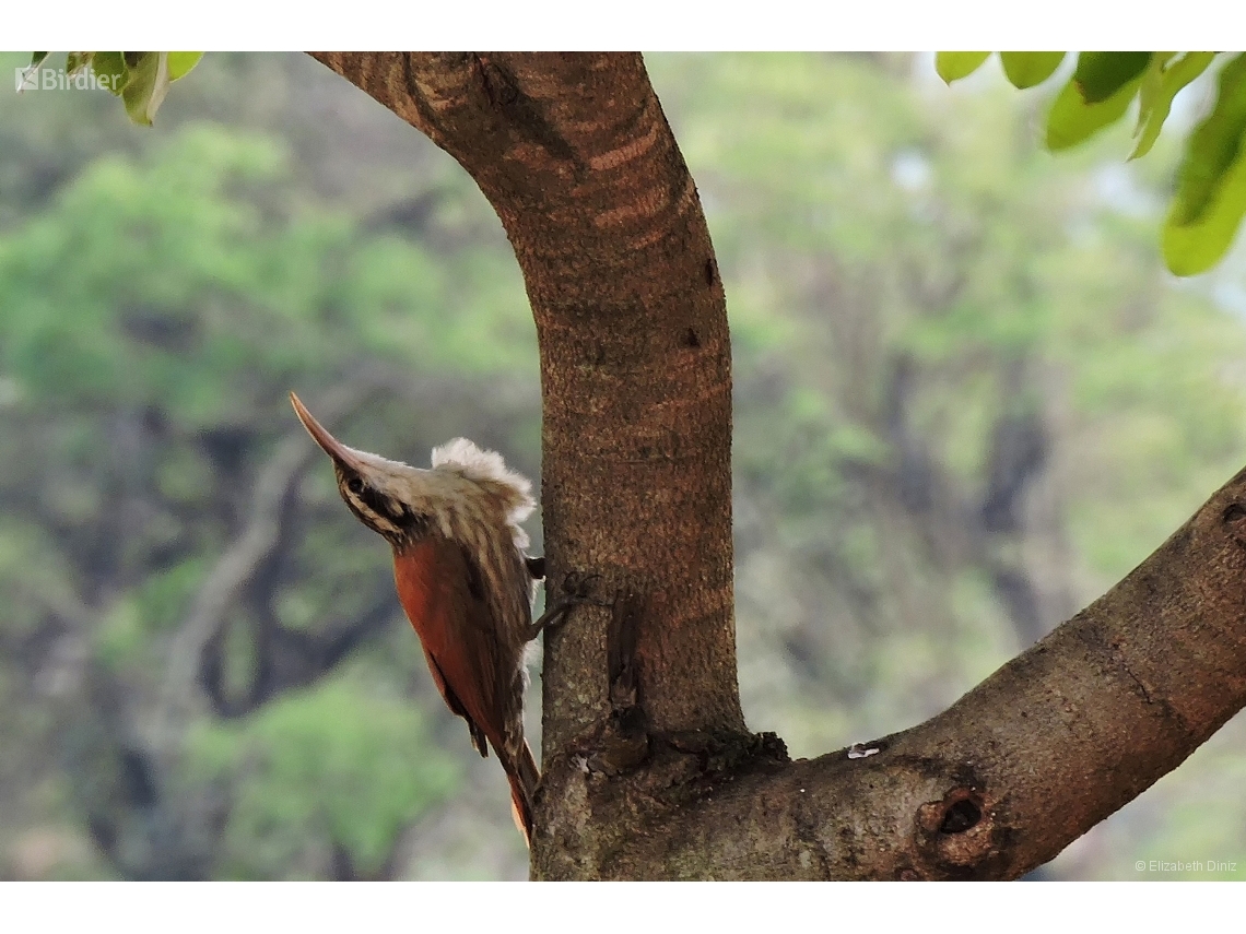 Lepidocolaptes angustirostris