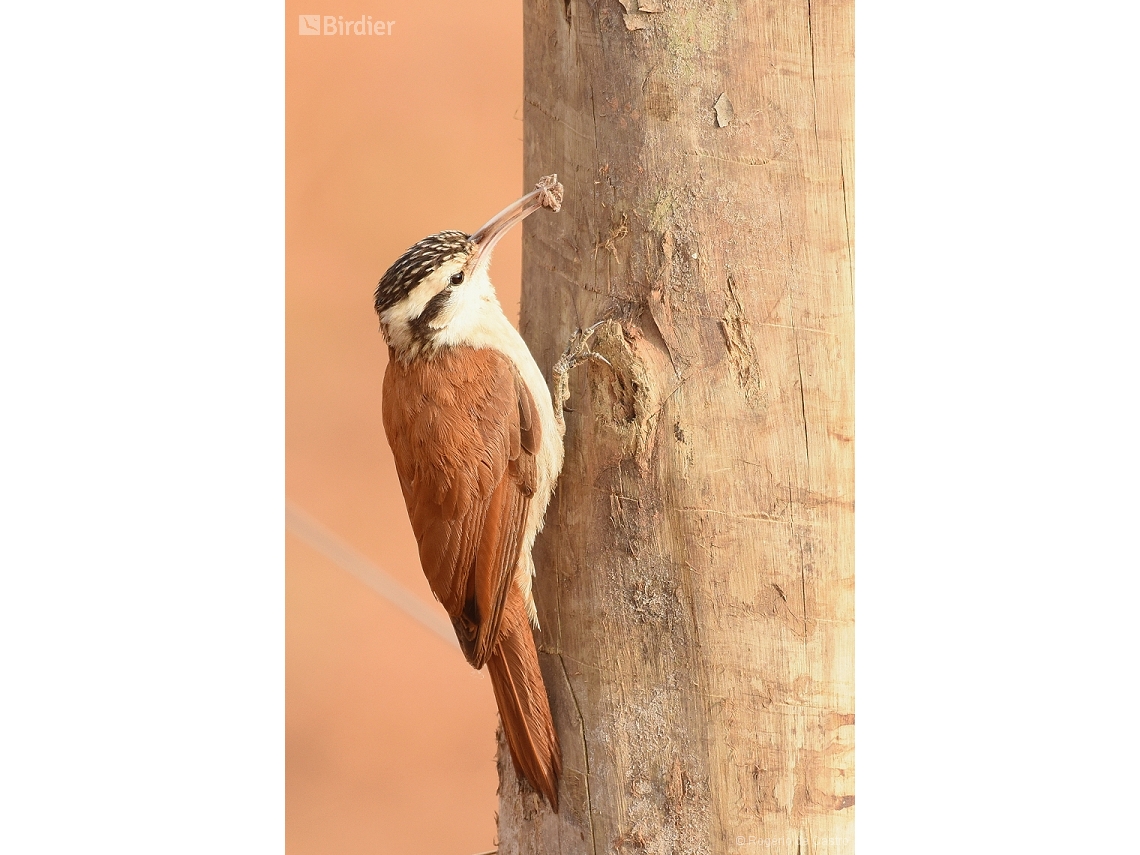 Lepidocolaptes angustirostris