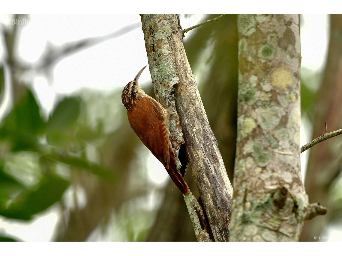 Lepidocolaptes angustirostris