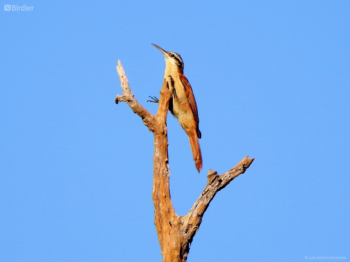 Lepidocolaptes angustirostris