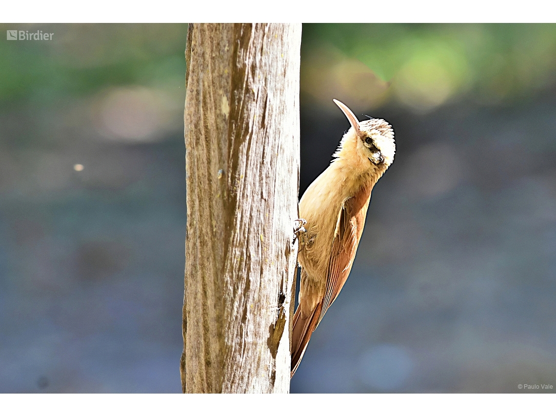 Lepidocolaptes angustirostris