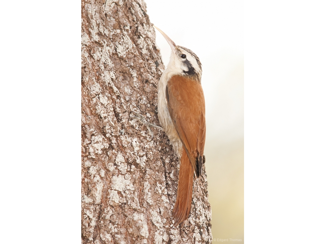 Lepidocolaptes angustirostris