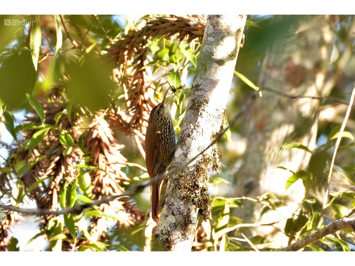Lepidocolaptes falcinellus