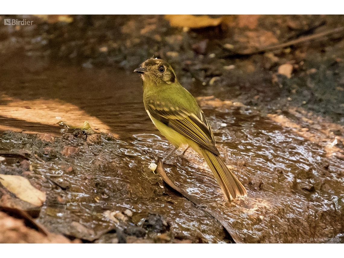 Leptopogon amaurocephalus