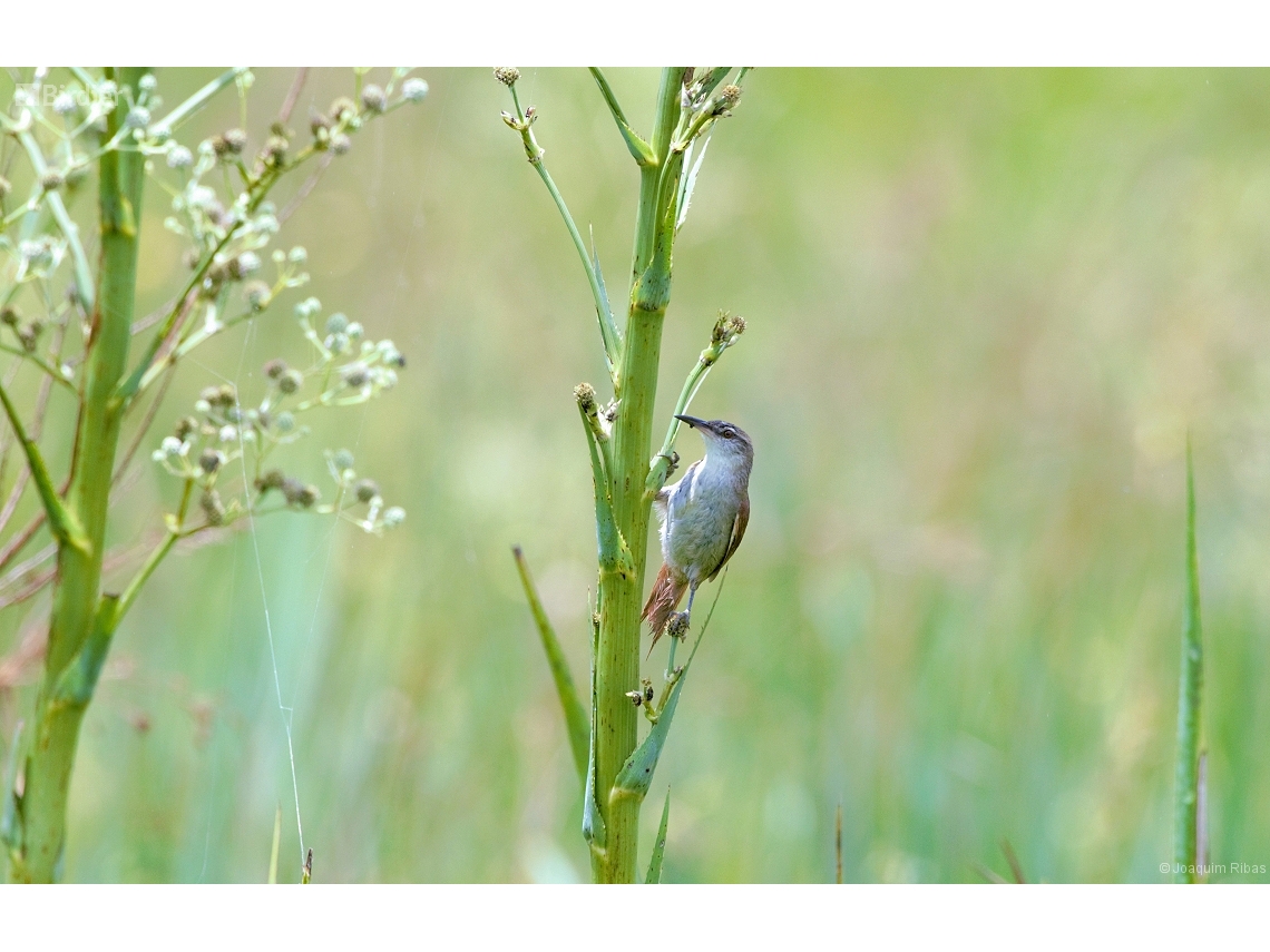 Limnoctites rectirostris