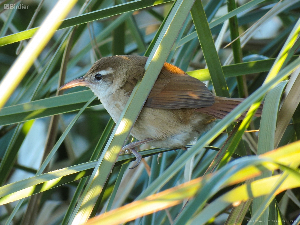 Limnornis curvirostris