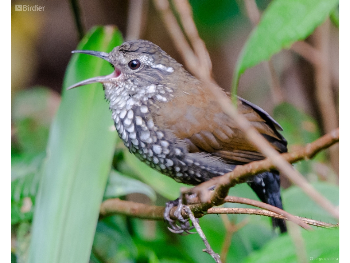 Lochmias nematura