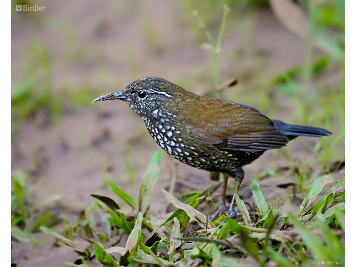 Lochmias nematura