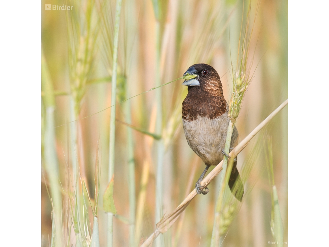 Lonchura striata