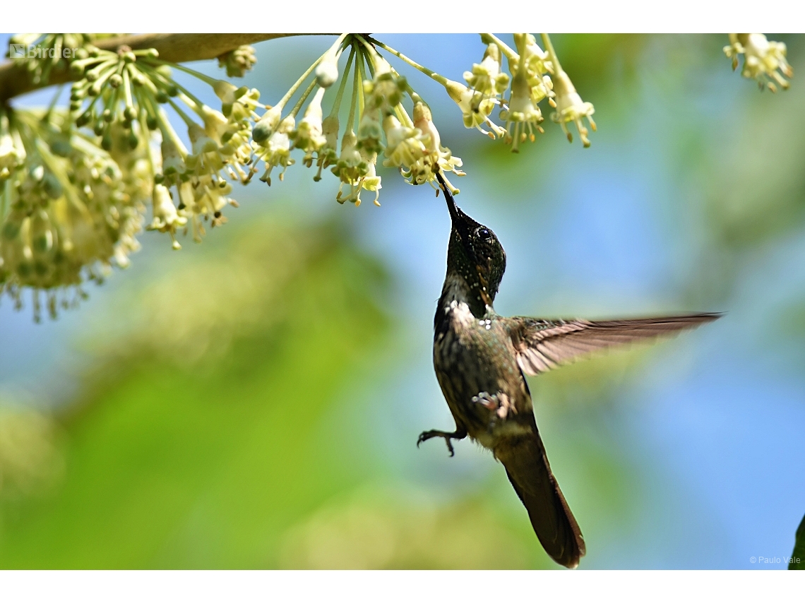 Lophornis chalybeus