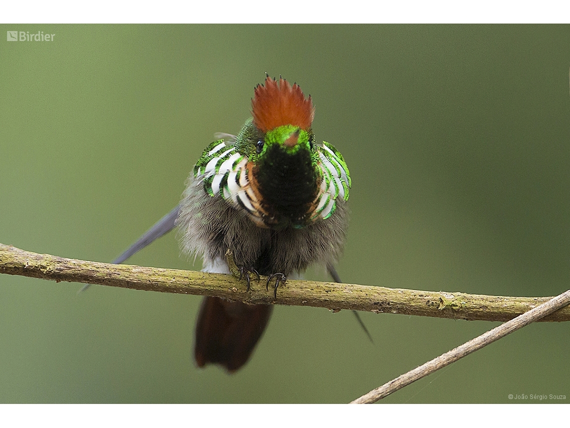 Lophornis magnificus