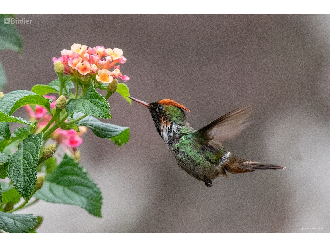 Lophornis magnificus