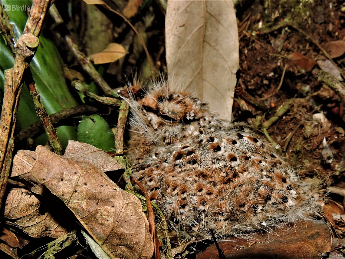 Lurocalis semitorquatus