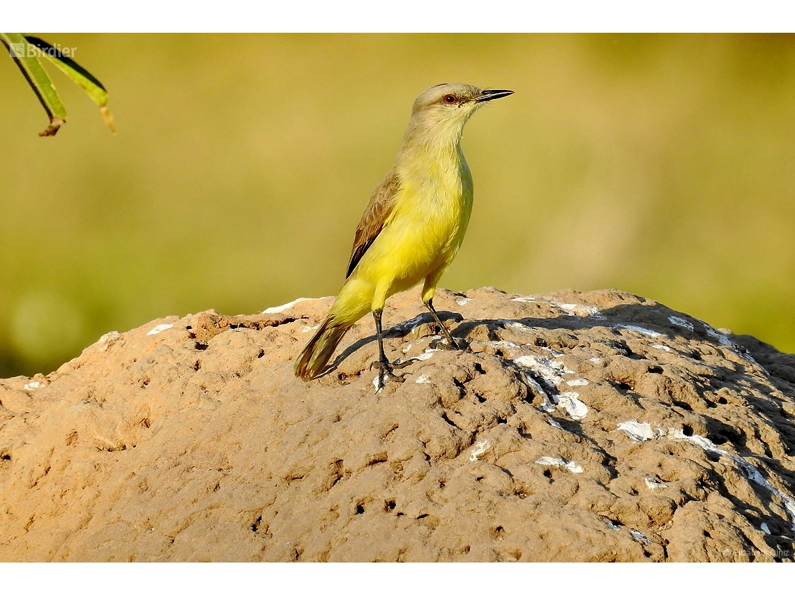 Machetornis rixosa