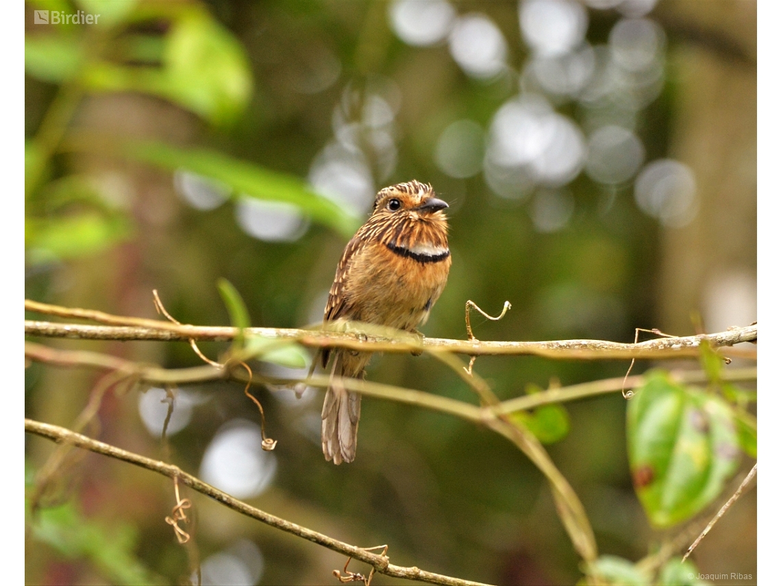 Malacoptila striata