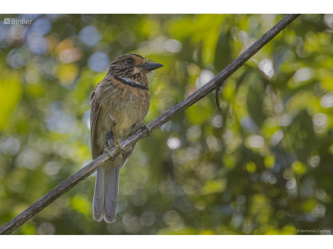 Malacoptila striata