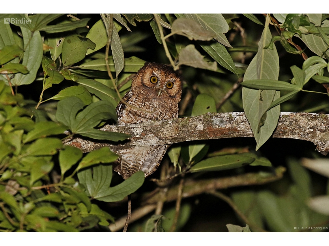 Megascops atricapilla