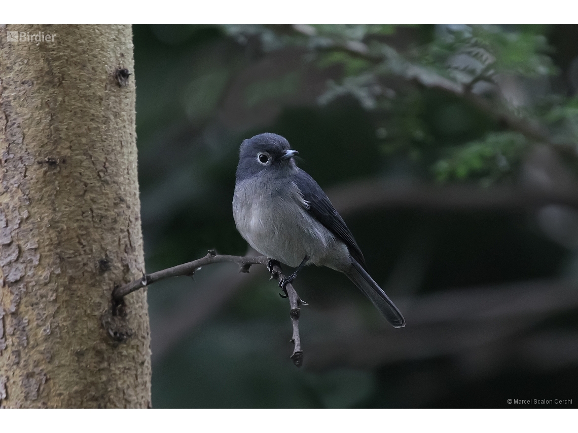 Melaenornis fischeri
