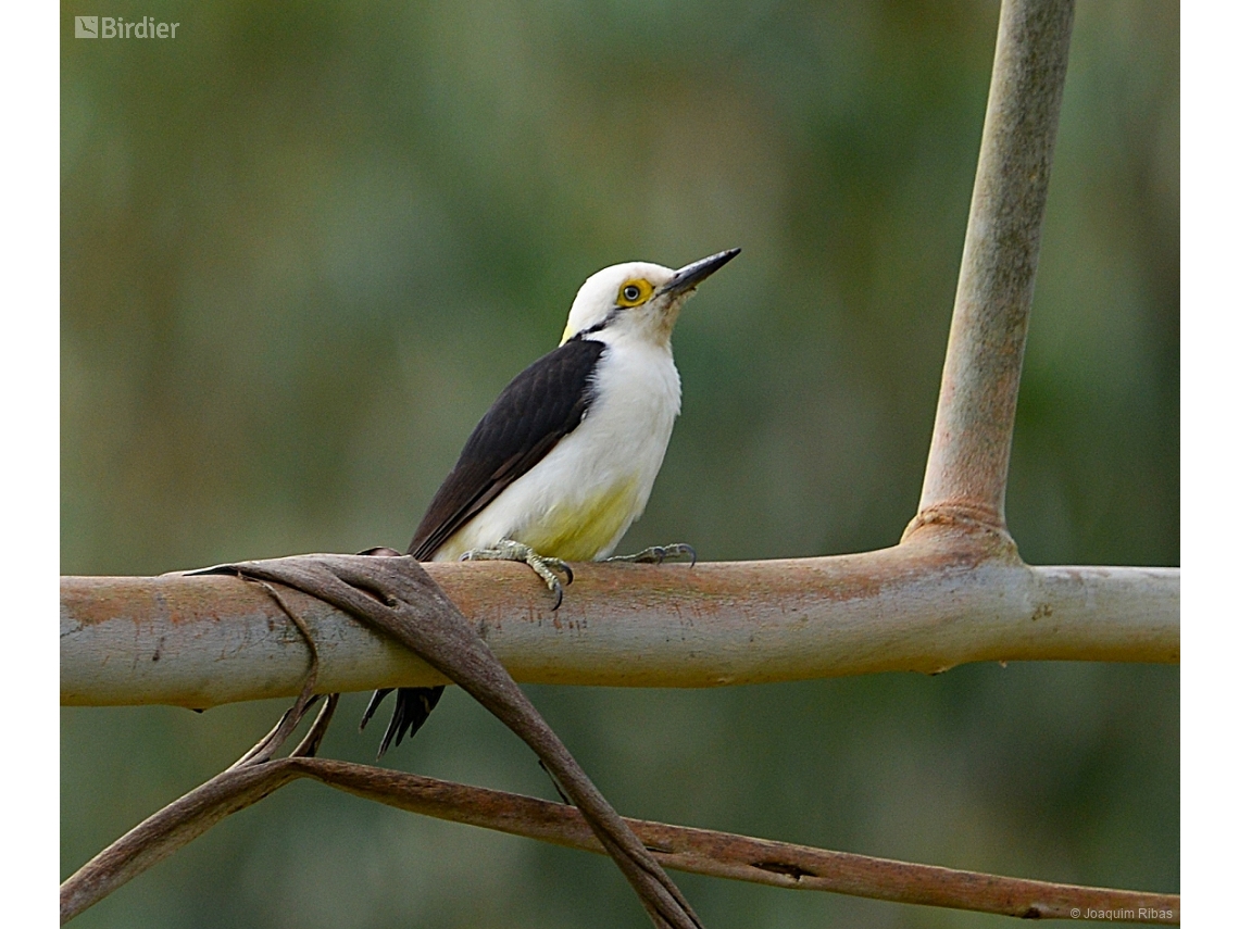 Melanerpes candidus