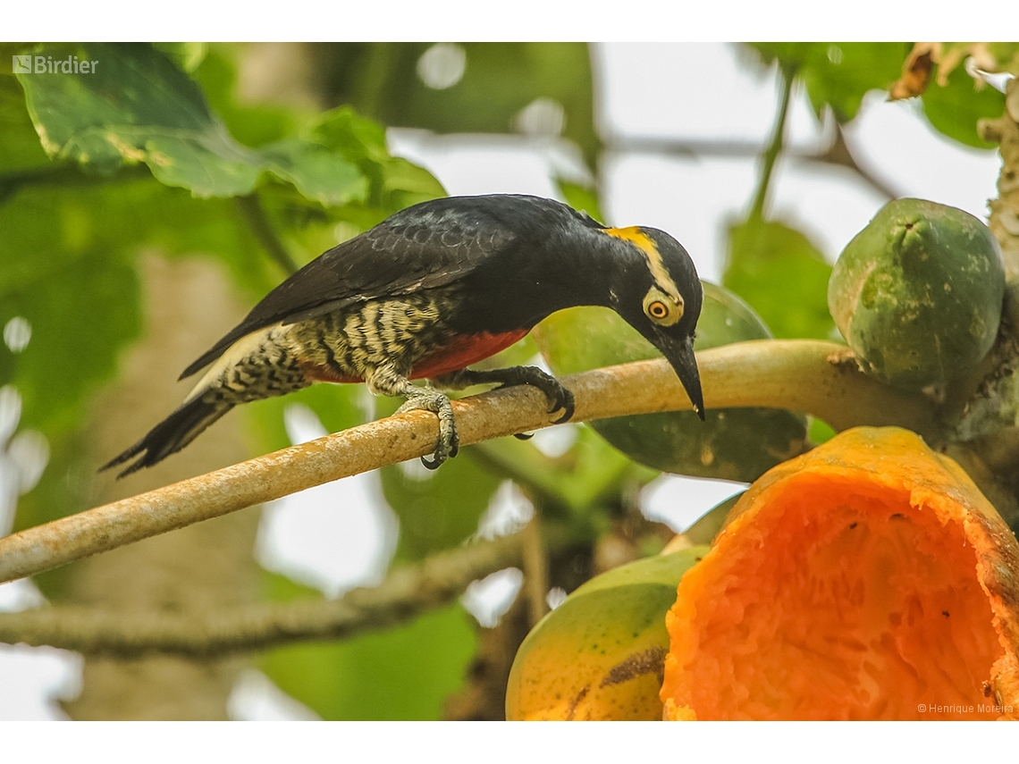 Melanerpes cruentatus