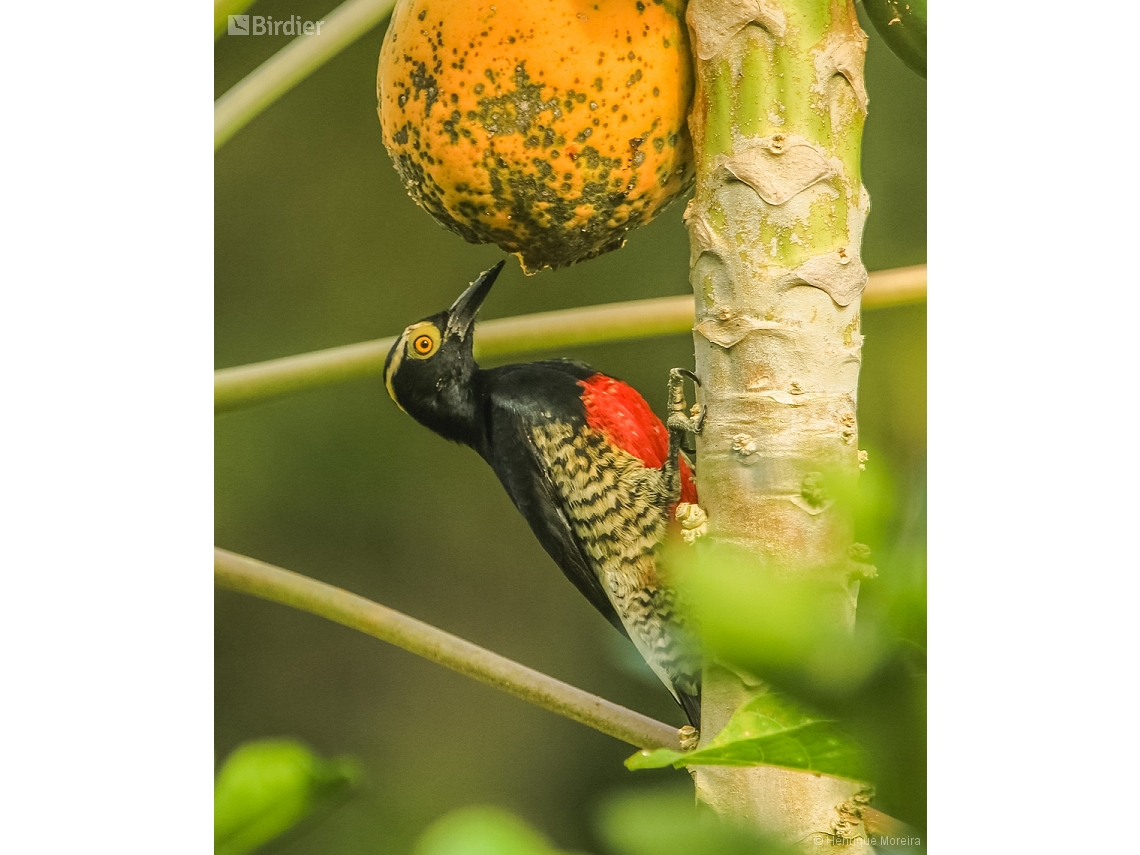 Melanerpes cruentatus