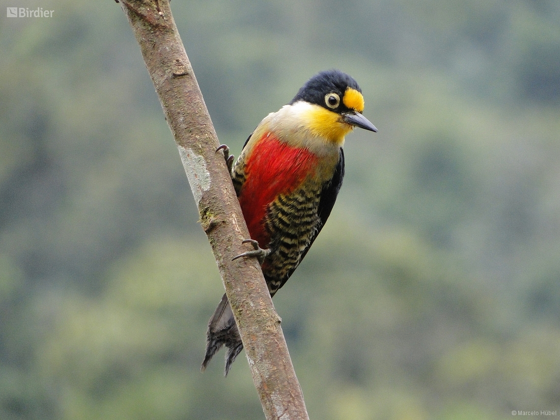 Melanerpes flavifrons