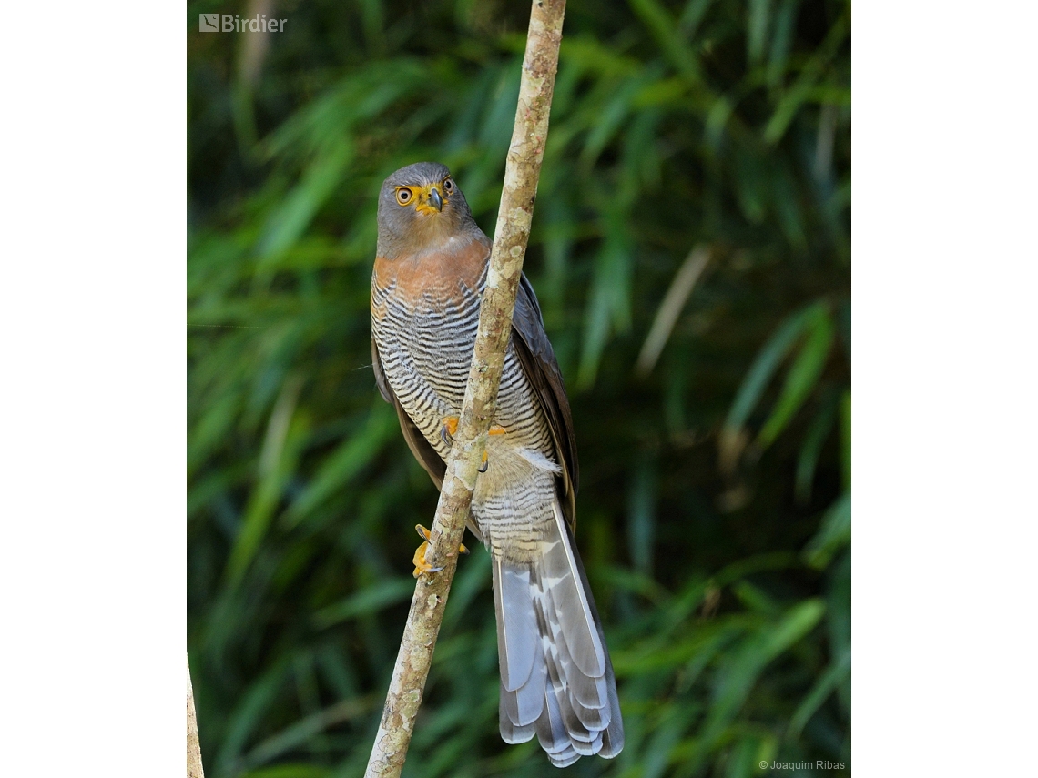 Micrastur ruficollis