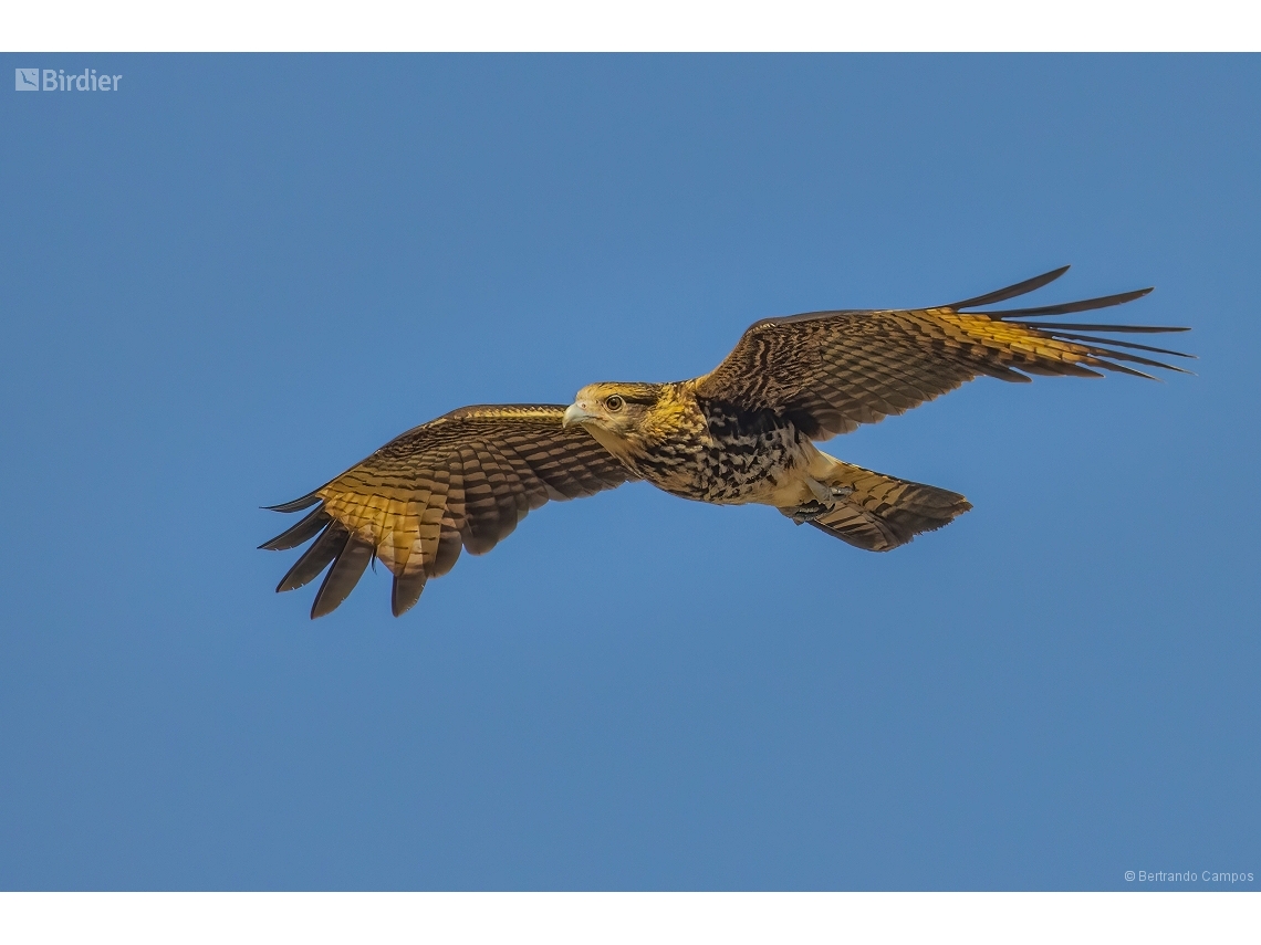 Daptrius chimachima