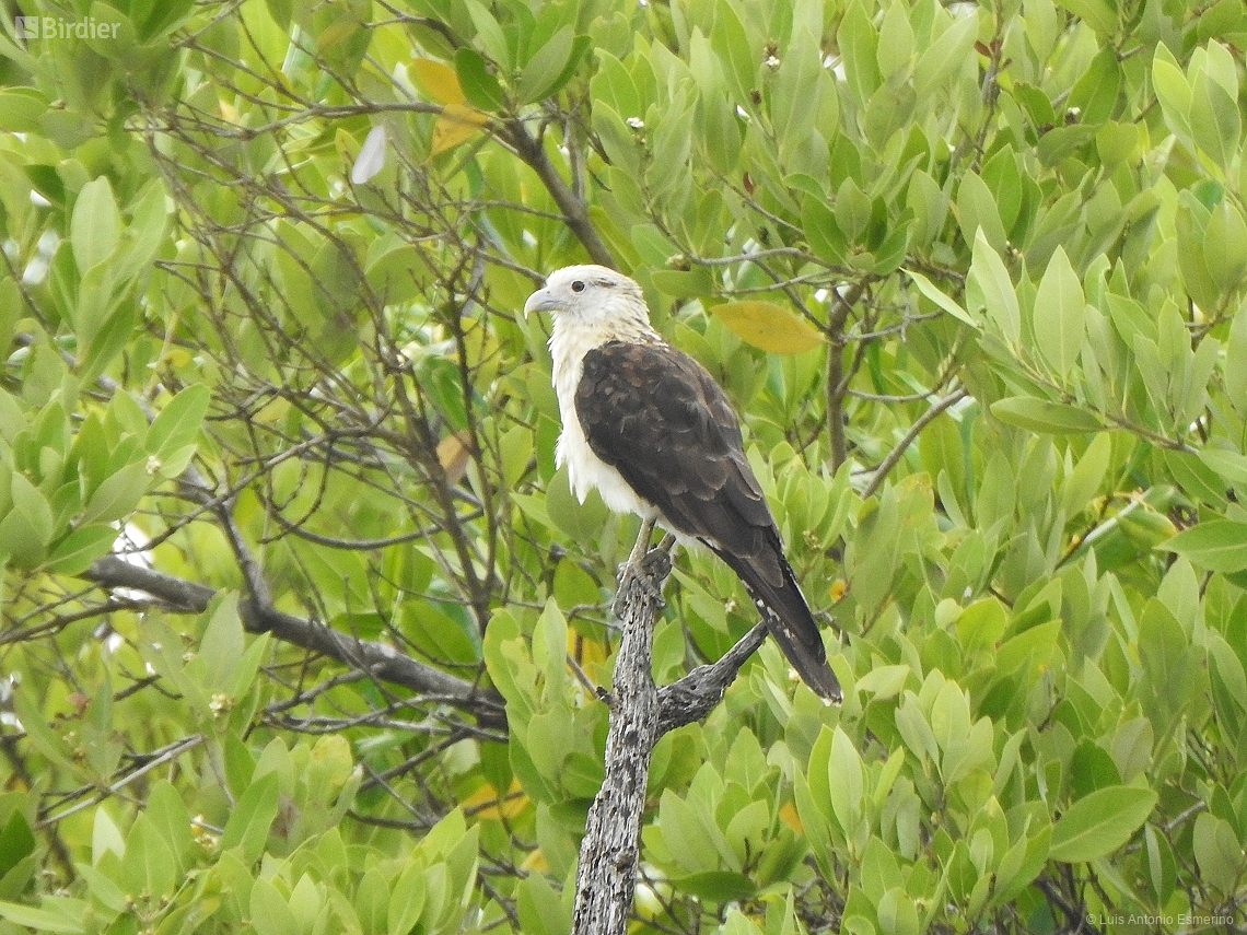 Daptrius chimachima