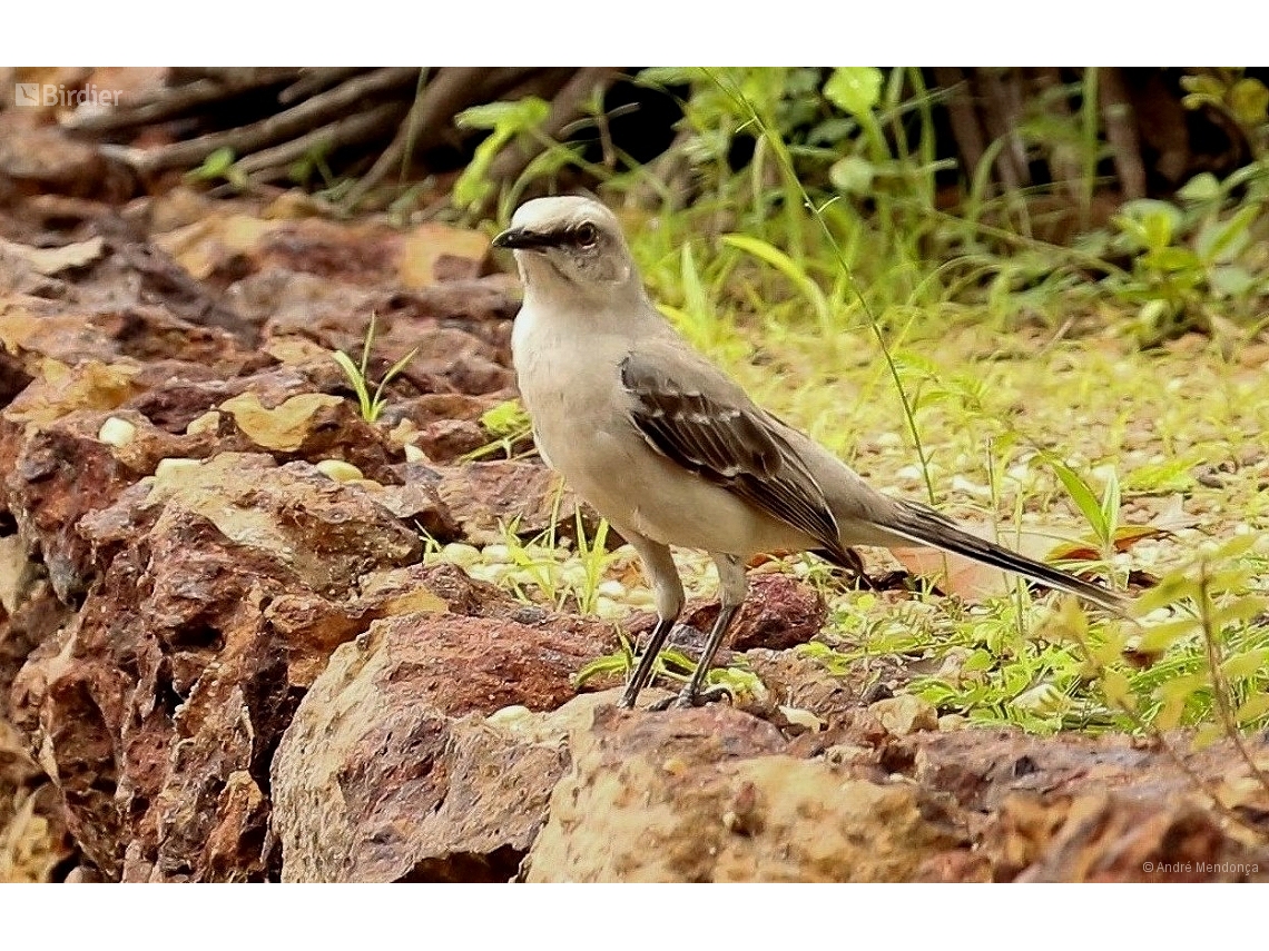 Mimus gilvus