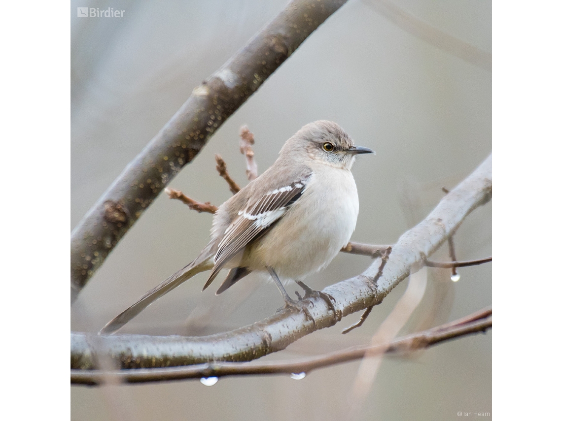 Mimus polyglottos