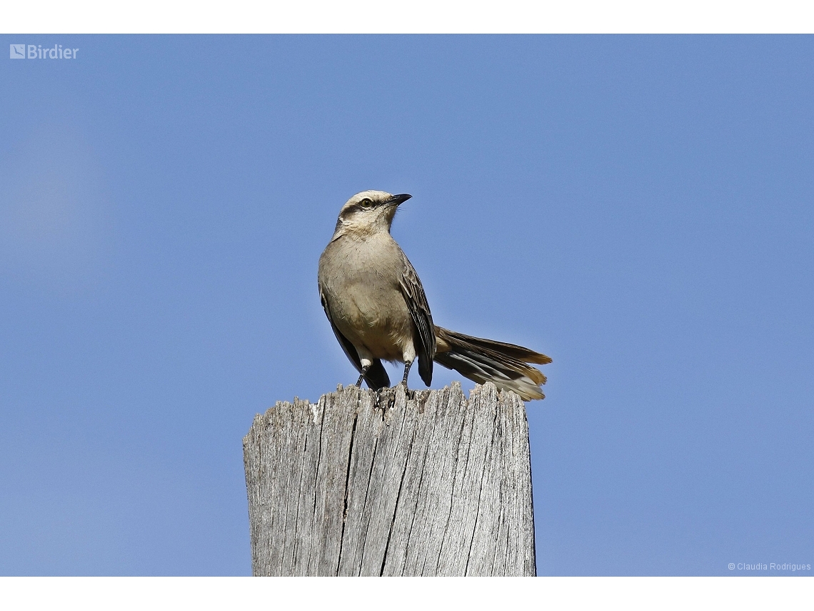 Mimus saturninus