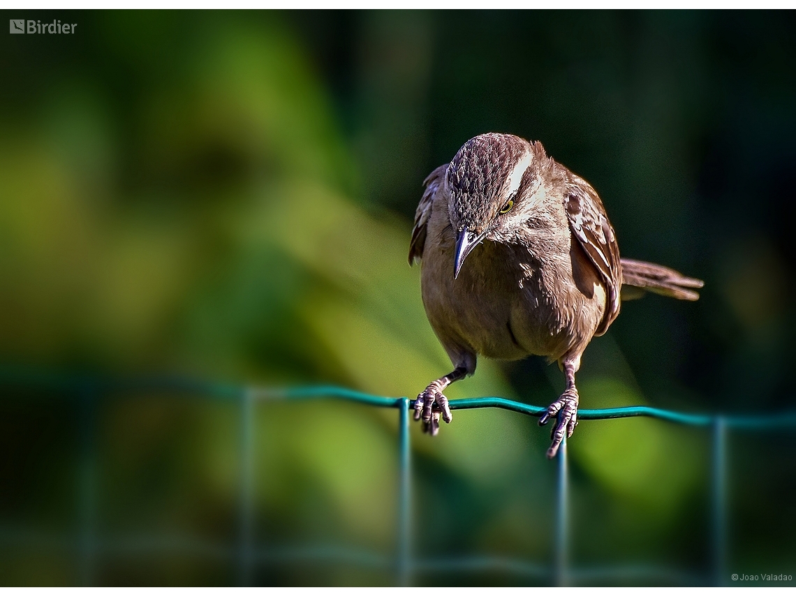Mimus saturninus