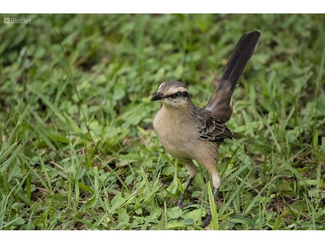Mimus saturninus