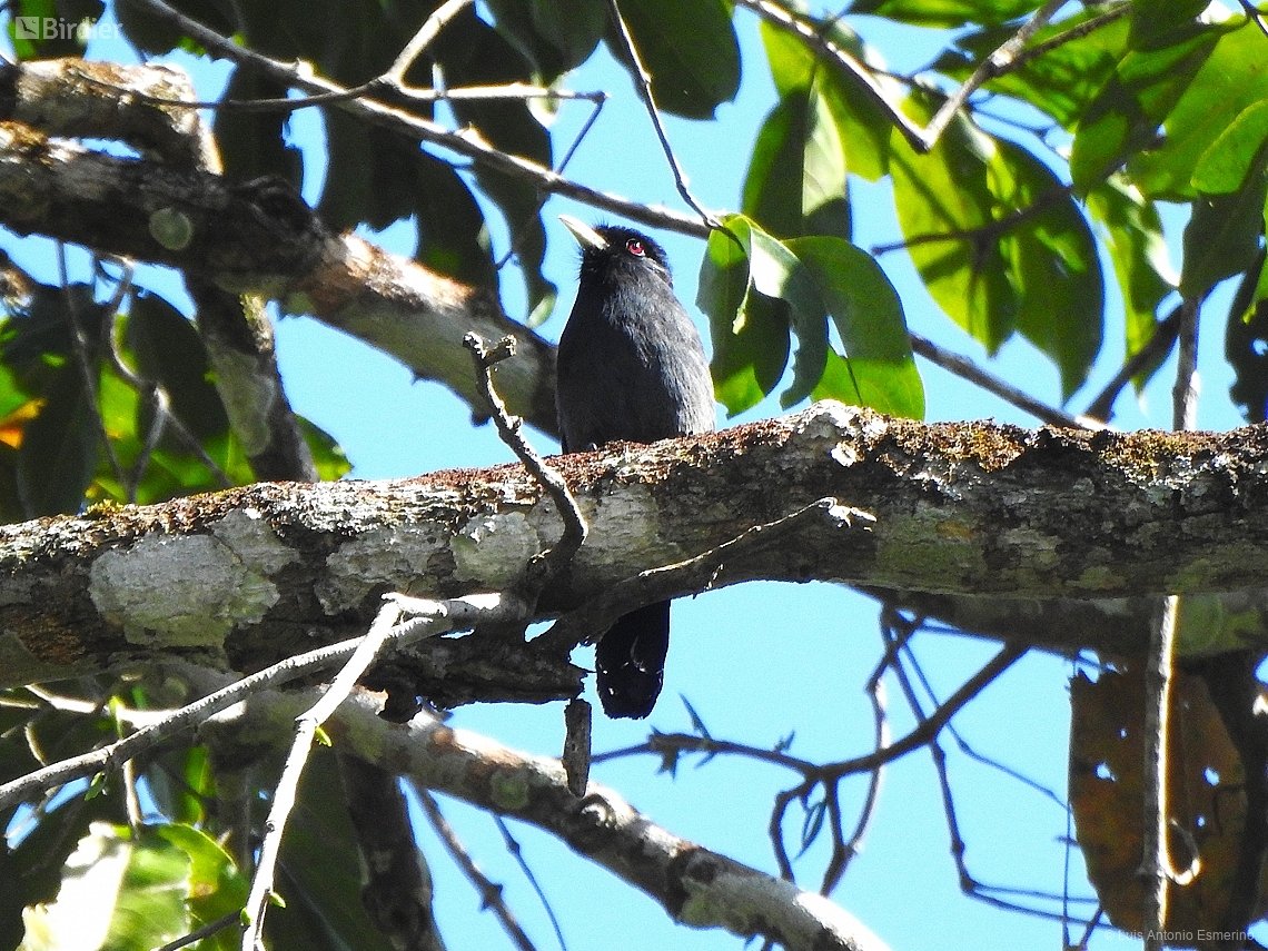Monasa flavirostris