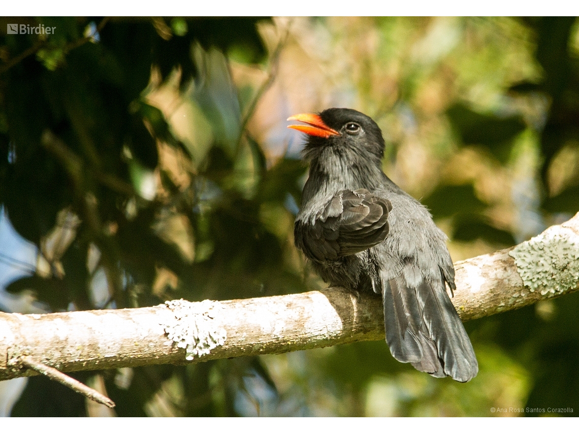 Monasa nigrifrons