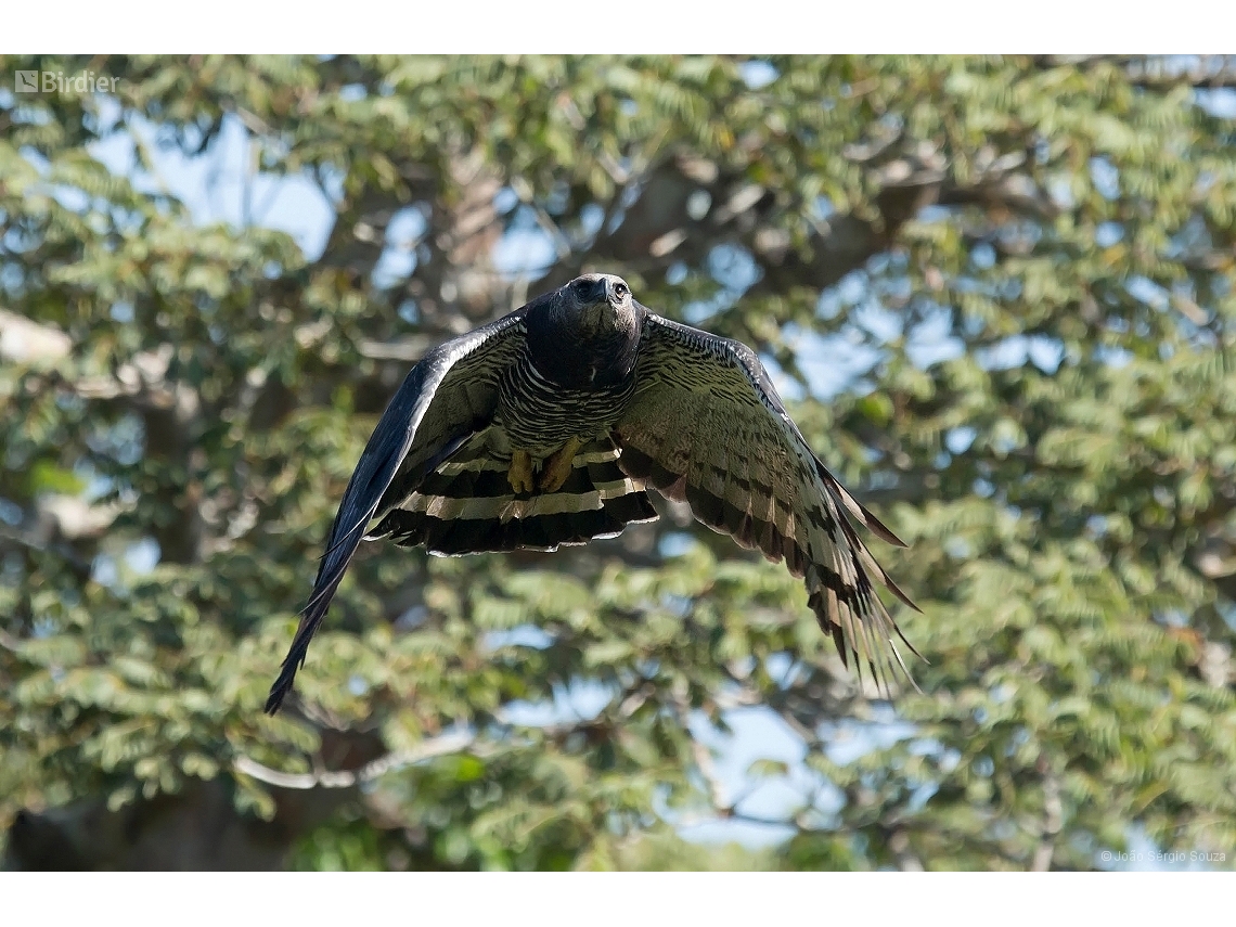 Morphnus guianensis