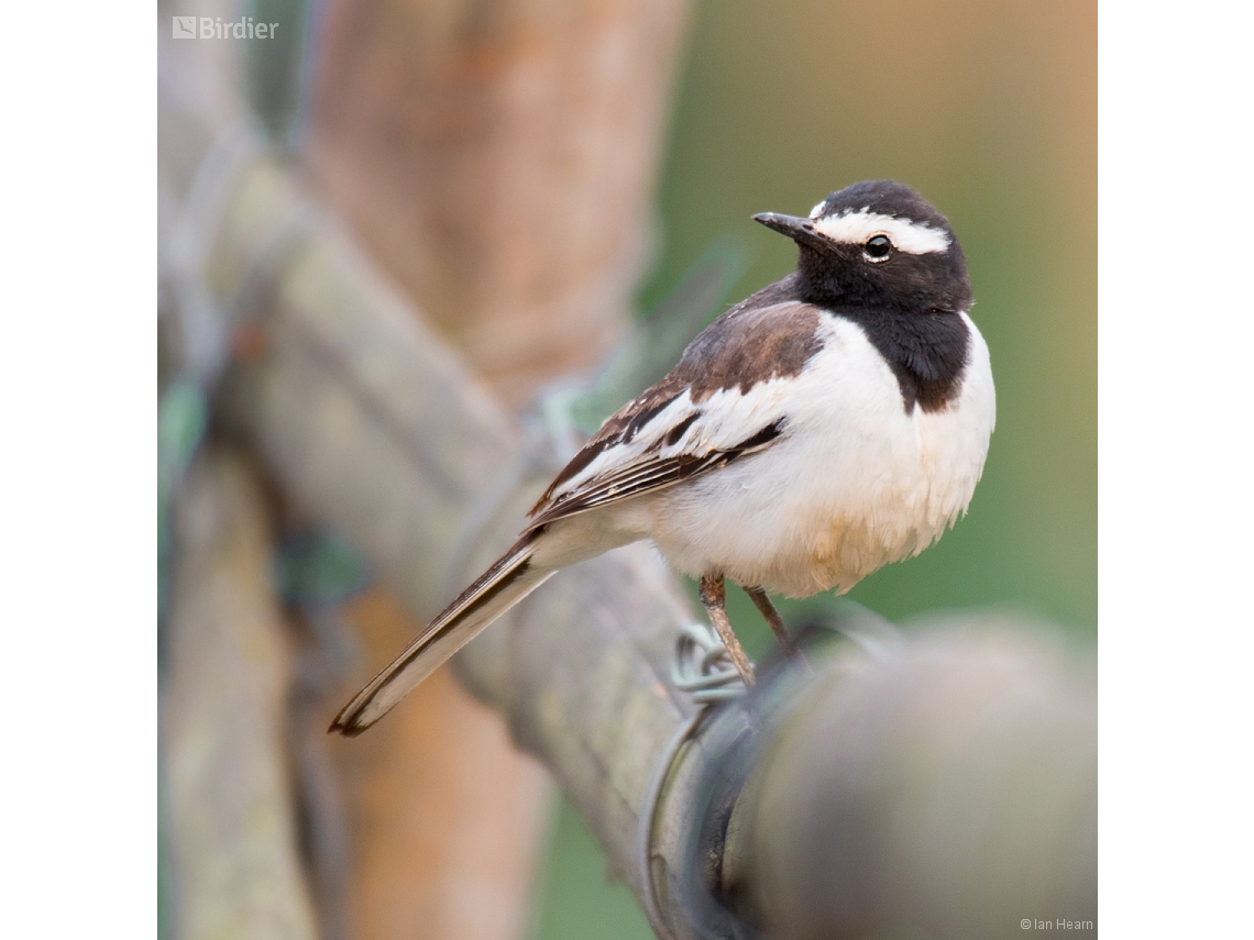 Motacilla maderaspatensis