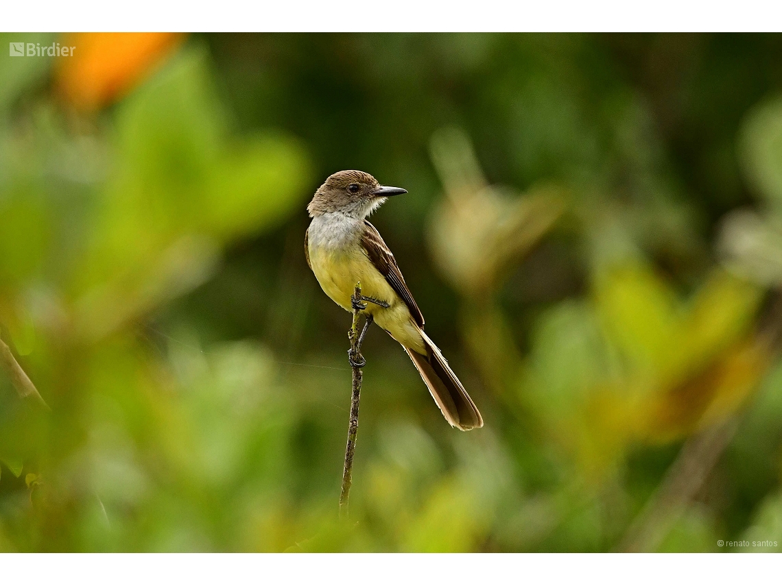 Myiarchus tyrannulus