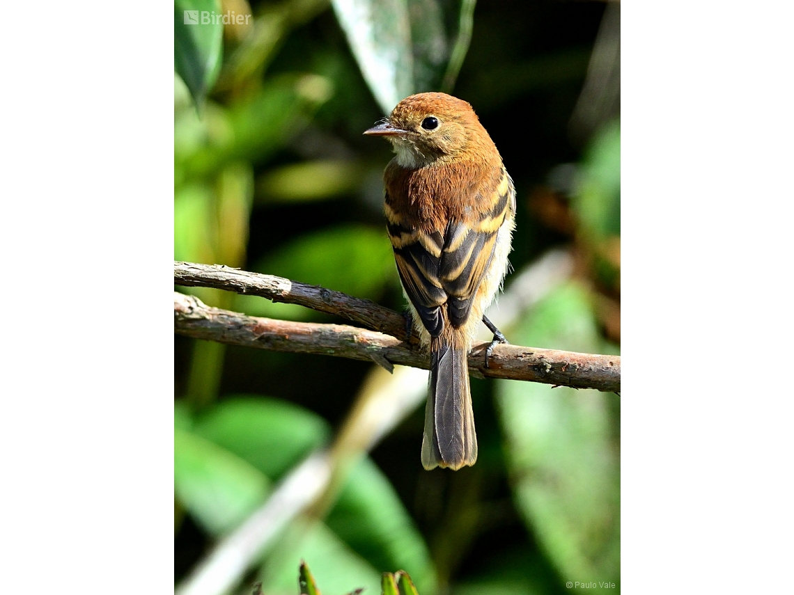 Myiophobus fasciatus