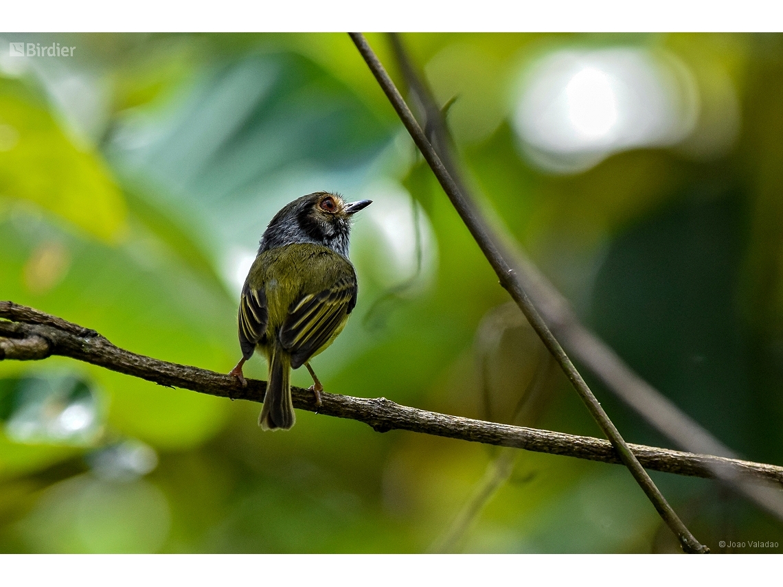 Myiornis auricularis